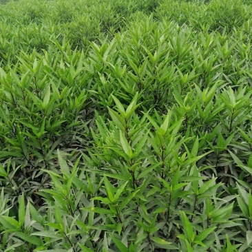 广西玉林小驳骨草大量供应，量大价优，欢迎致电