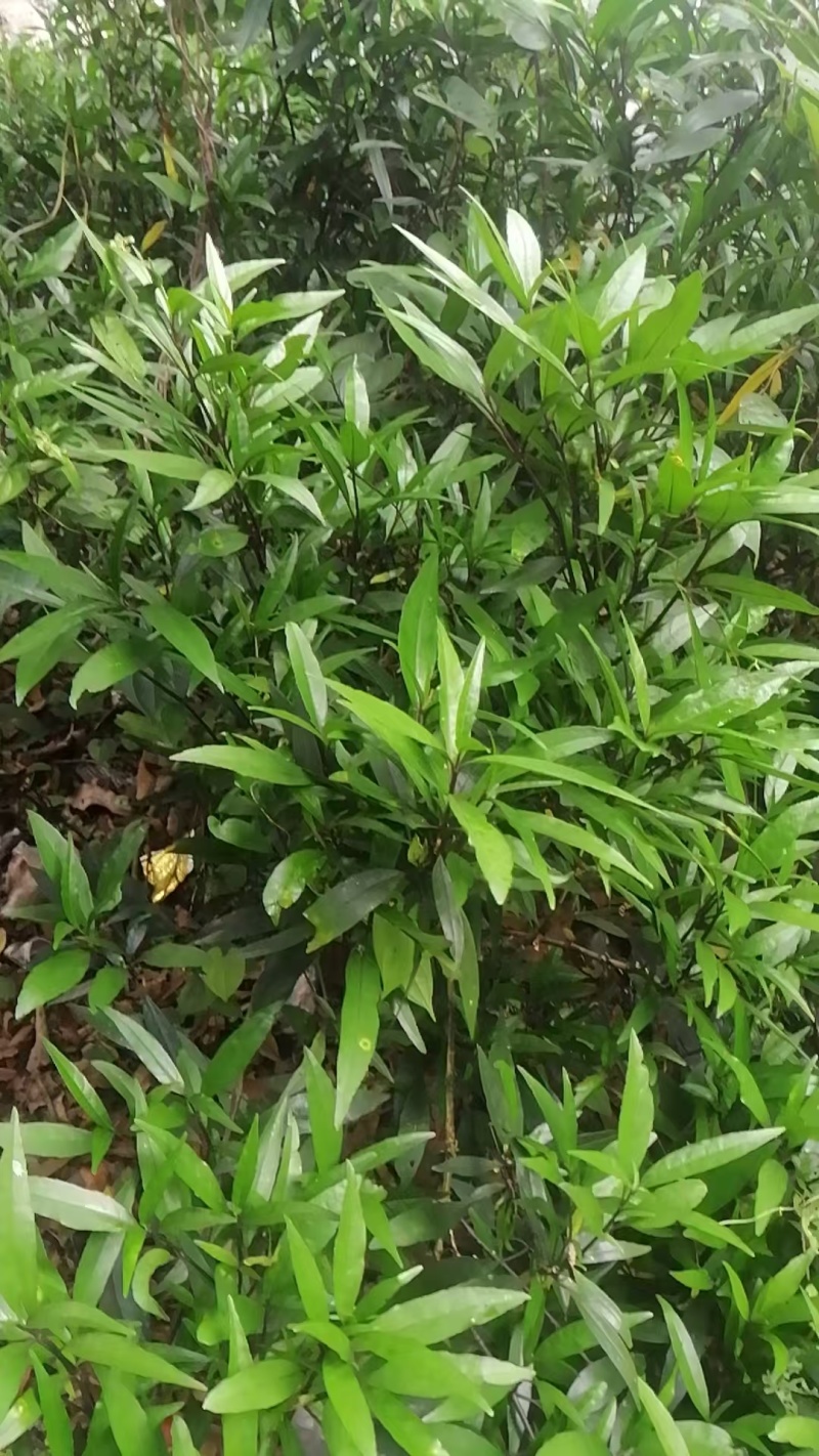 广西玉林小驳骨草大量供应，量大价优，欢迎致电