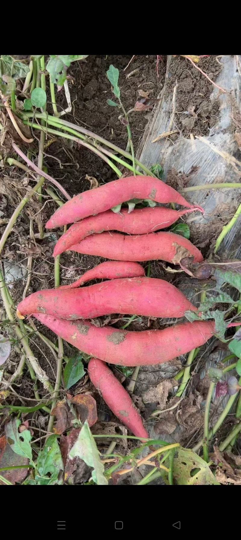 红薯