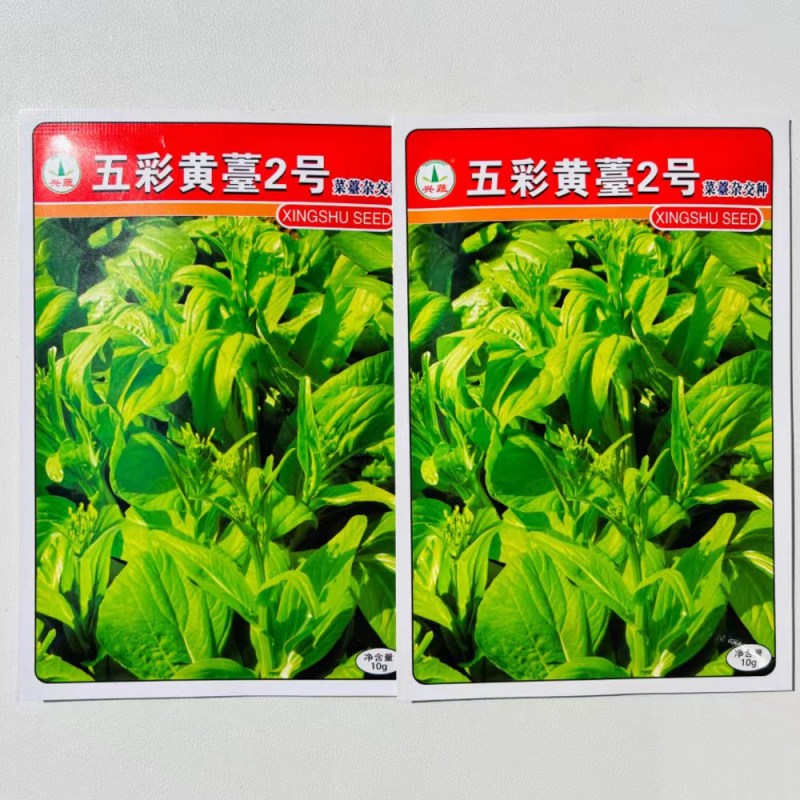 五彩黄苔2号菜苔种子黄绿菜苔种子色无腊粉外观佳早中熟甜嫩