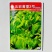 五彩黄苔2号菜苔种子黄绿菜苔种子色无腊粉外观佳早中熟甜嫩