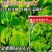 五彩黄苔2号菜苔种子黄绿菜苔种子色无腊粉外观佳早中熟甜嫩
