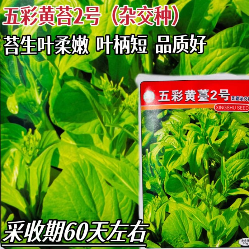 五彩黄苔2号菜苔种子黄绿菜苔种子色无腊粉外观佳早中熟甜嫩