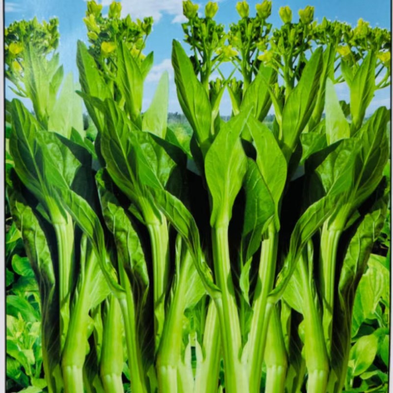 五彩黄苔2号菜苔种子黄绿菜苔种子色无腊粉外观佳早中熟甜嫩