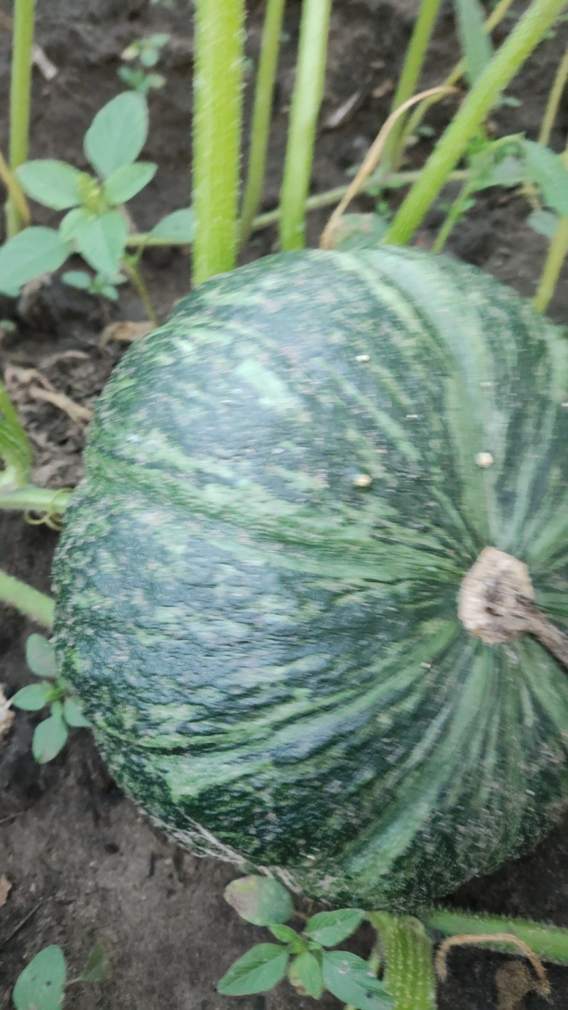 海拉尔精品艾碧斯南瓜贝贝南瓜开始大量岀售欢迎联系