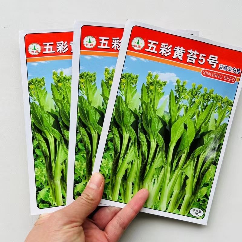 五彩黄苔2号菜苔种子黄绿菜苔种子色无腊粉外观佳早中熟甜嫩