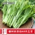 五彩黄苔2号菜苔种子黄绿菜苔种子色无腊粉外观佳早中熟甜嫩