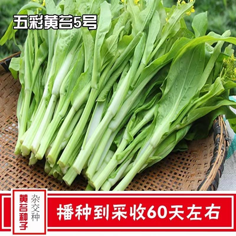 五彩黄苔2号菜苔种子黄绿菜苔种子色无腊粉外观佳早中熟甜嫩