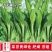 五彩黄苔2号菜苔种子黄绿菜苔种子色无腊粉外观佳早中熟甜嫩