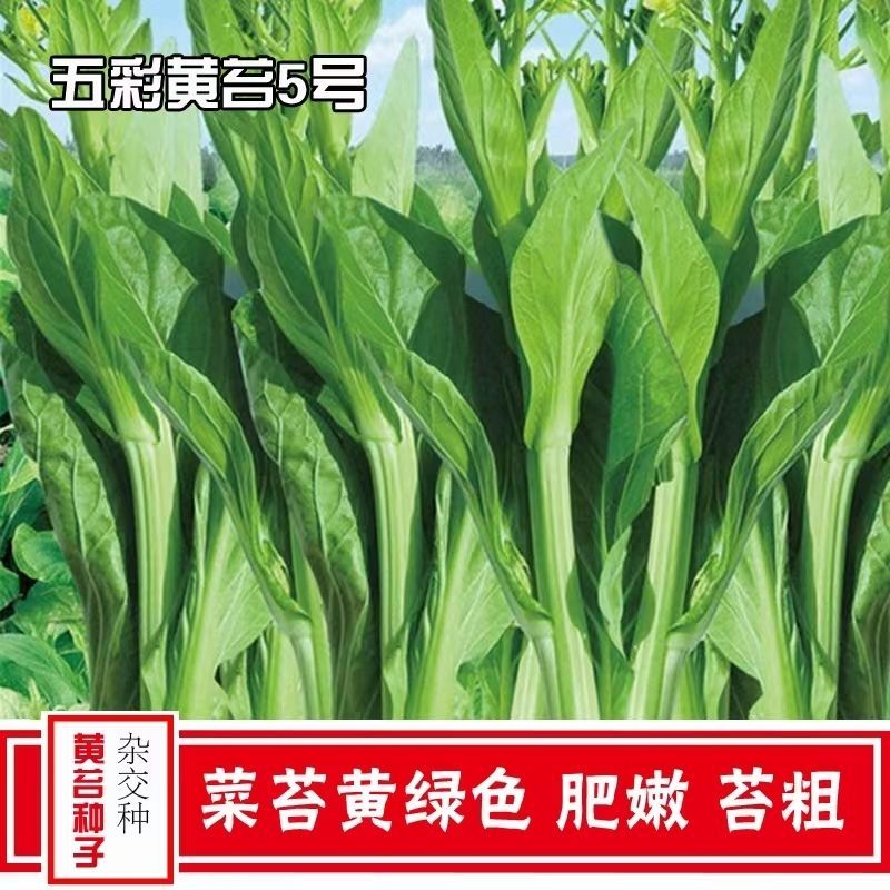 五彩黄苔2号菜苔种子黄绿菜苔种子色无腊粉外观佳早中熟甜嫩