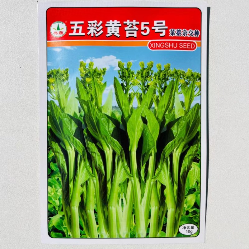 五彩黄苔2号菜苔种子黄绿菜苔种子色无腊粉外观佳早中熟甜嫩