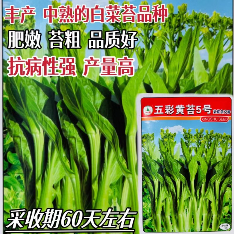 五彩黄苔2号菜苔种子黄绿菜苔种子色无腊粉外观佳早中熟甜嫩