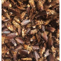 蟑螂干品，美洲大蠊干货打粉货，过检货，统货