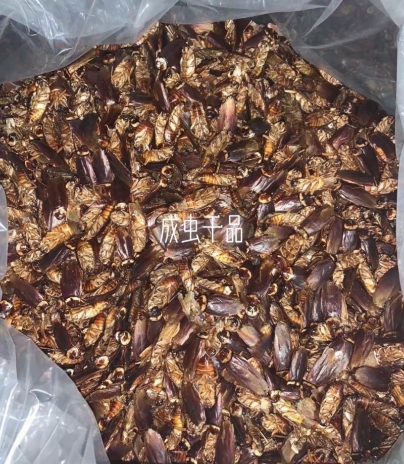蟑螂干品，美洲大蠊干货打粉货，过检货，统货