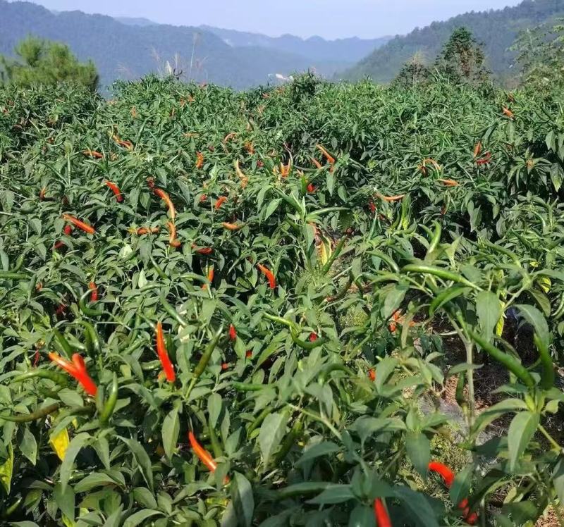 云南小米辣朝天薄皮小米辣椒新鲜摘露天辣椒