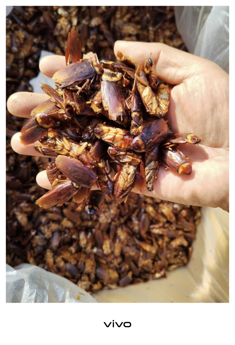 蟑螂干品，美洲大蠊干货打粉货，过检货，统货