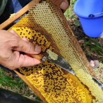 东方颜究生荔枝蜜、龙眼蜜