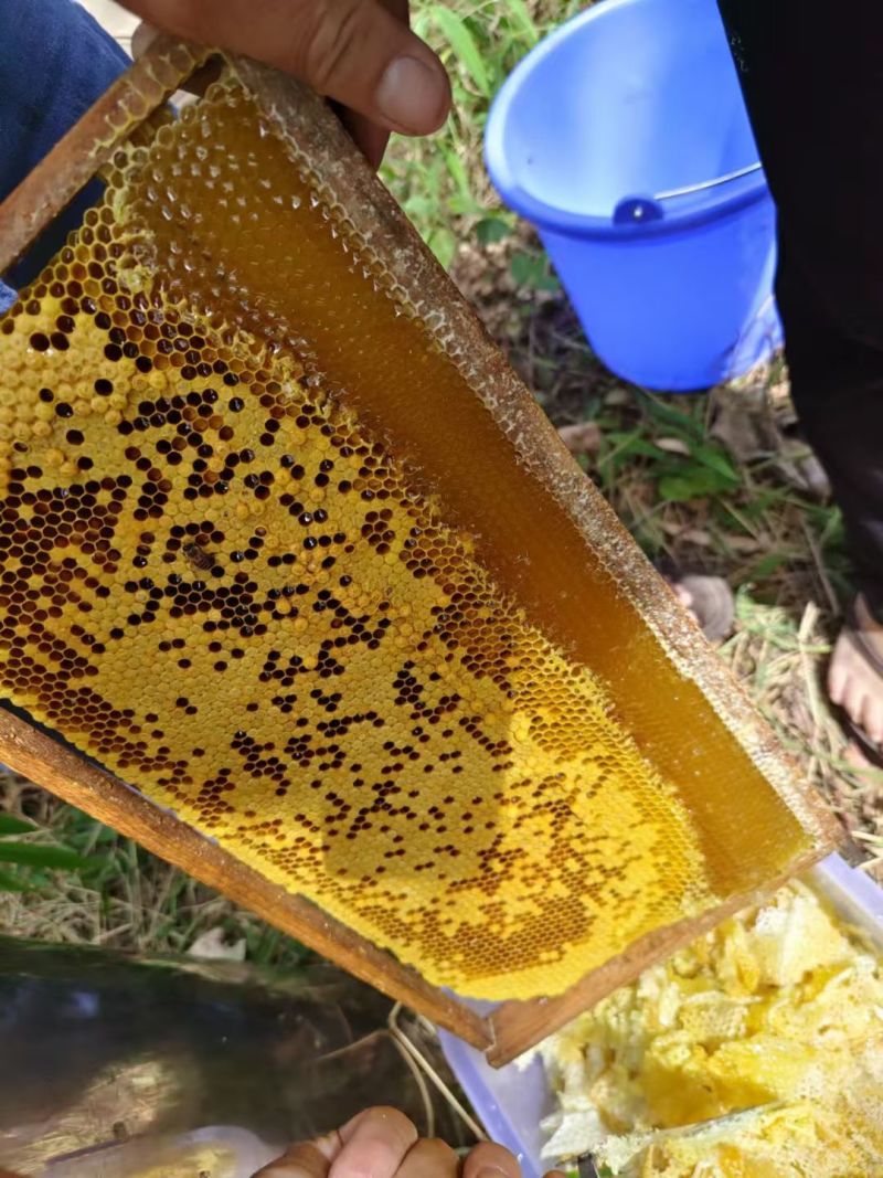 东方颜究生荔枝蜜、龙眼蜜