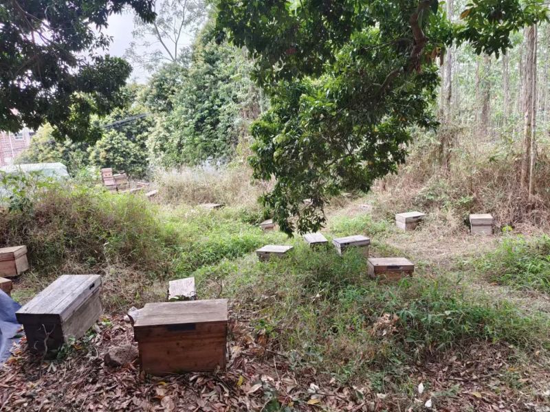 东方颜究生荔枝蜜、龙眼蜜