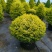 金冠女贞球冠幅:1m、1.2m、1.5m，欢迎来订购。
