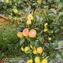 天然土岐（水蜜桃苹果）。