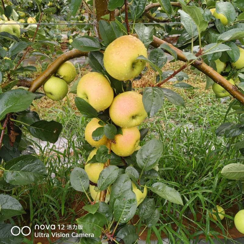 天然土岐（水蜜桃苹果）。