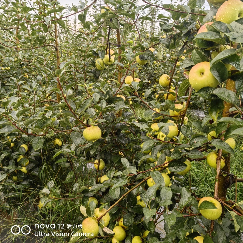 天然土岐（水蜜桃苹果）。