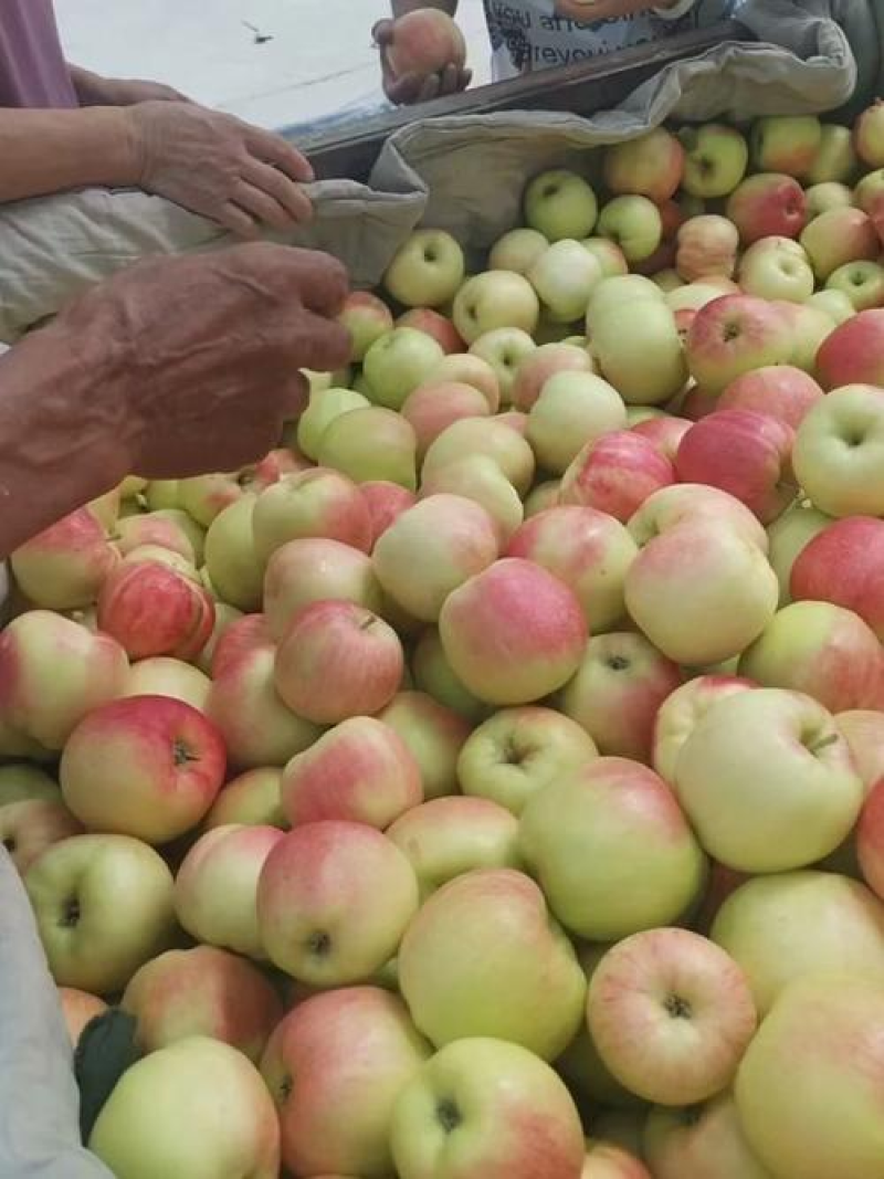 山东苹果美八苹果基地一手货源对接电商市场商超可视频