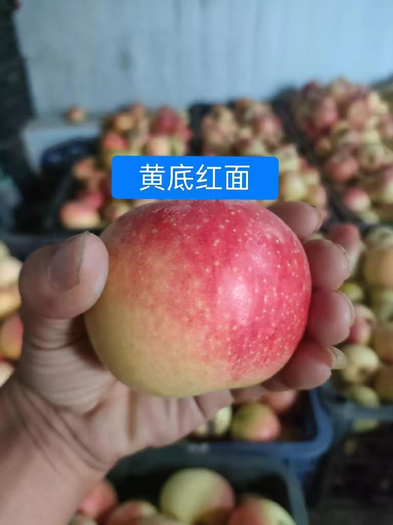山东苹果嘎啦苹果基地一手货源全国发货保质保量可