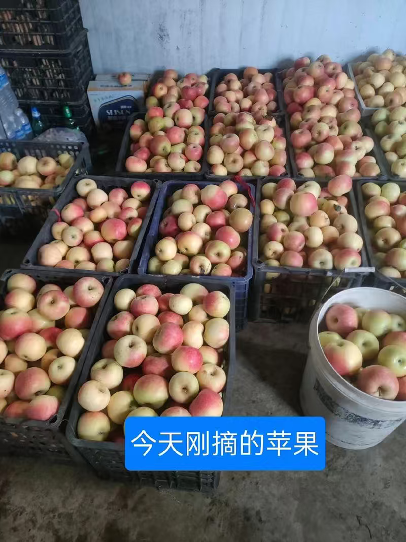 山东苹果嘎啦苹果基地一手货源全国发货保质保量可