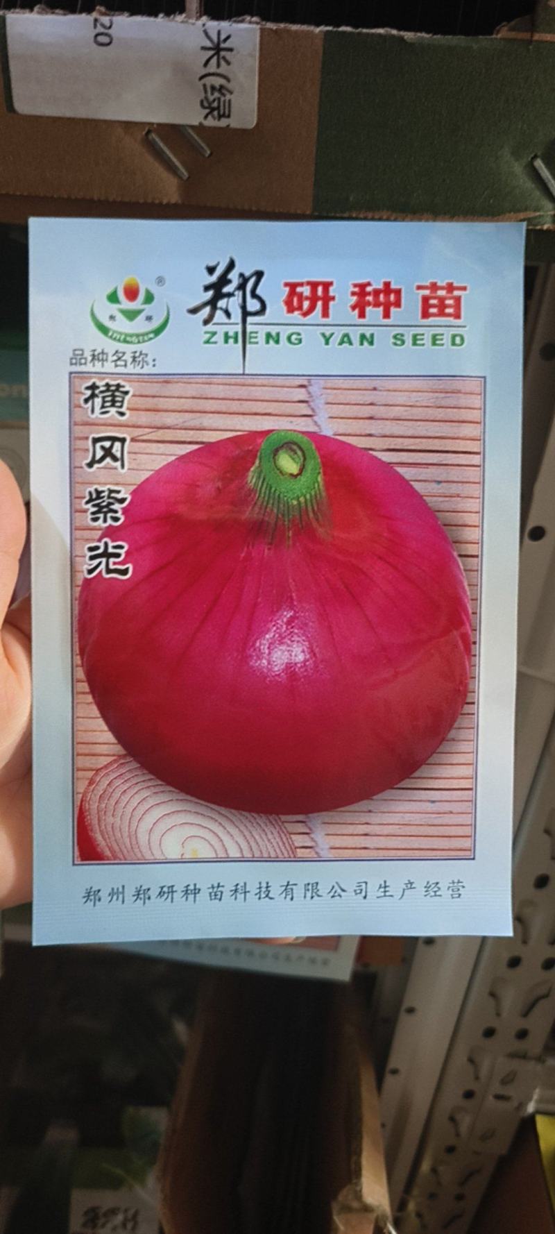 紫玉玫瑰水果洋葱种子中熟紫红洋葱种子辣味少有甜味洋葱圆葱