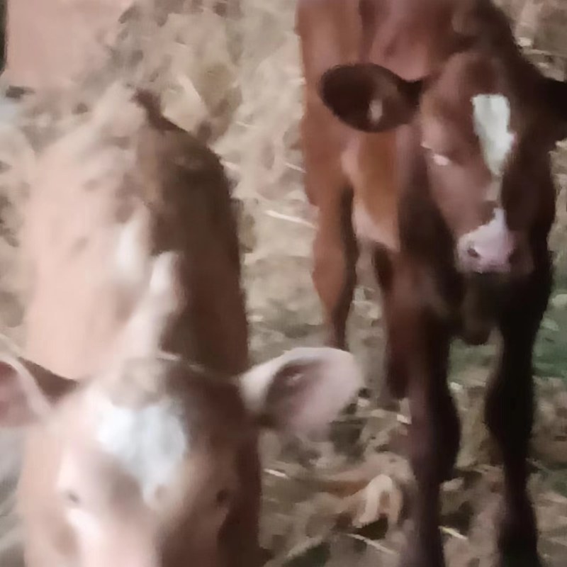 黄牛