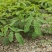 红花合欢苗观赏绿化药用种植量大优惠规格齐全