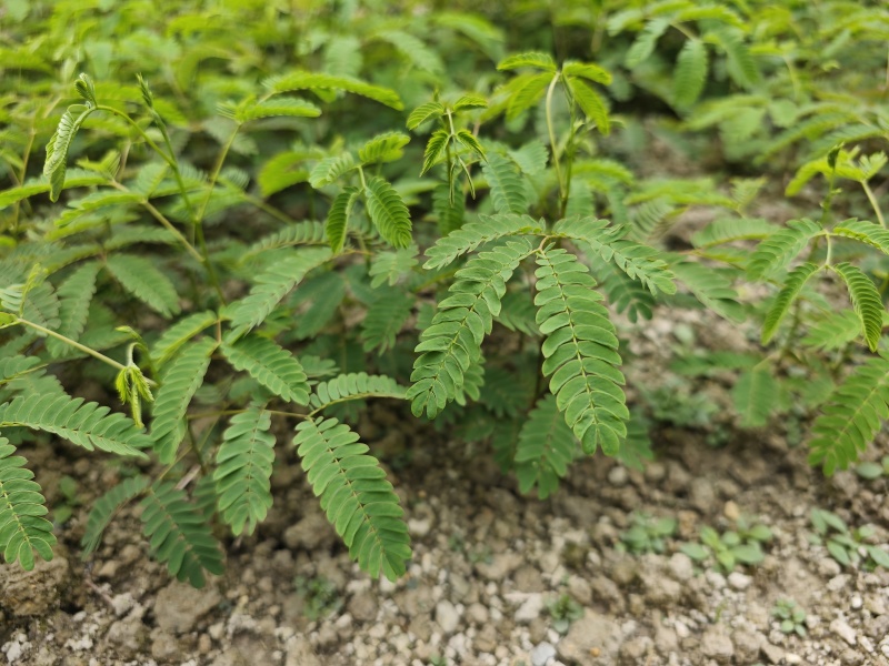 红花合欢苗观赏绿化药用种植量大优惠规格齐全