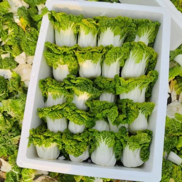 黄心菜