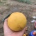 黄金油桃