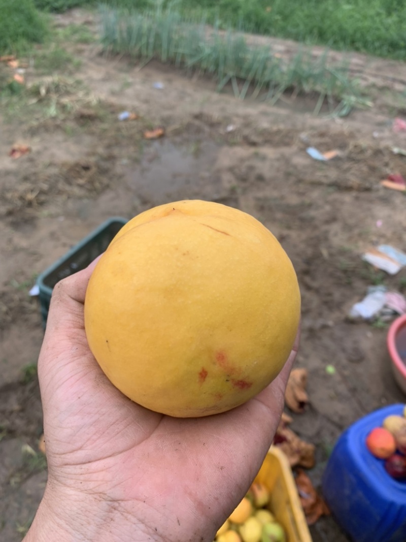 黄金油桃