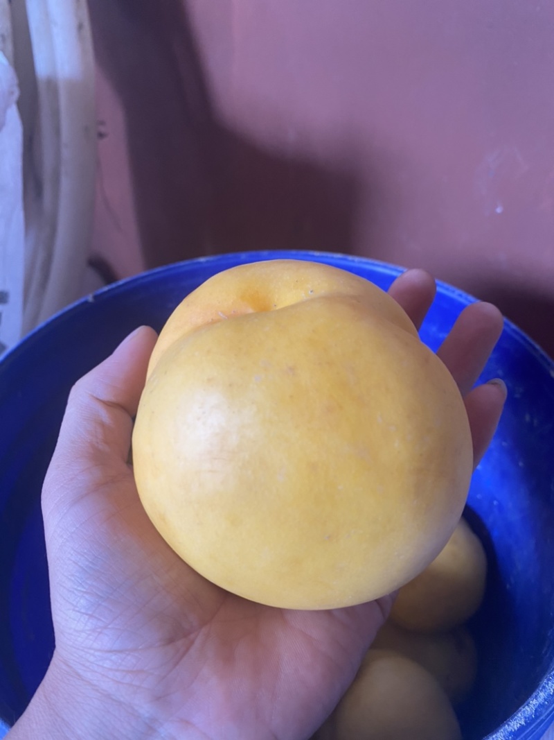 黄金油桃