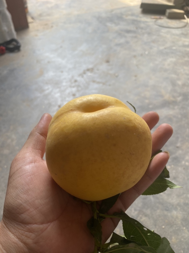 黄金油桃