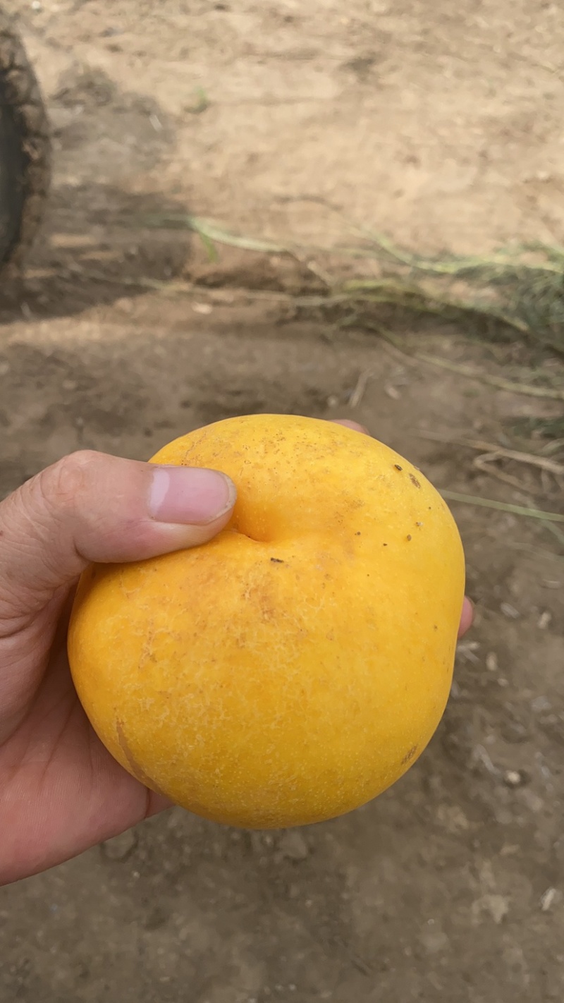 黄金油桃