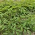 红花合欢苗观赏绿化药用种植量大优惠规格齐全