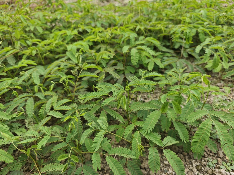 红花合欢苗观赏绿化药用种植量大优惠规格齐全