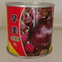 早美428极早熟紫红靓丽扁厚型长势旺整齐高产