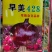 早美428极早熟紫红靓丽扁厚型长势旺整齐高产