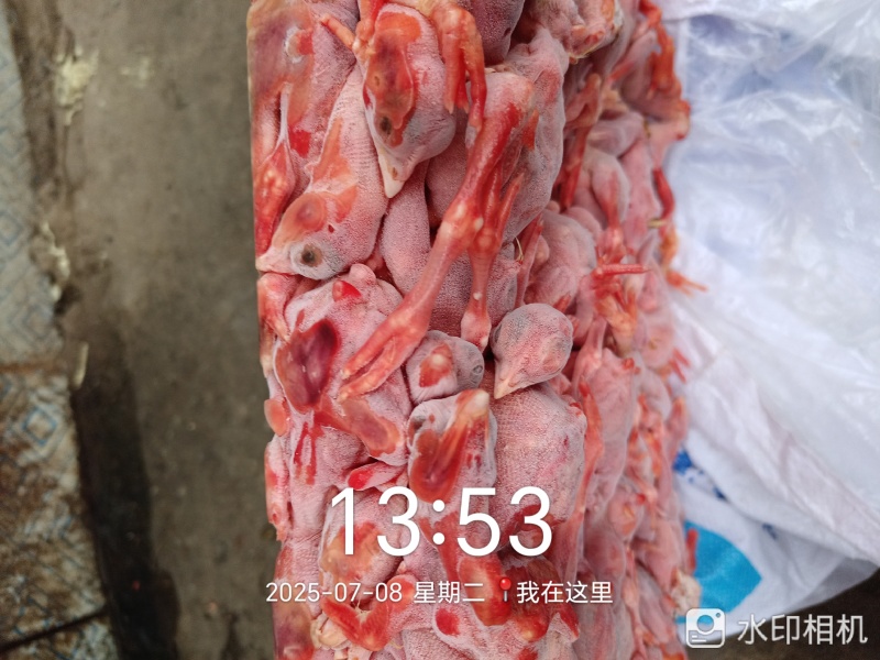蛇饲料脱毛小鸡仔鸡肉，鸡毛