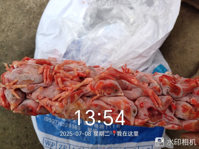 蛇饲料脱毛小鸡仔鸡肉，鸡毛