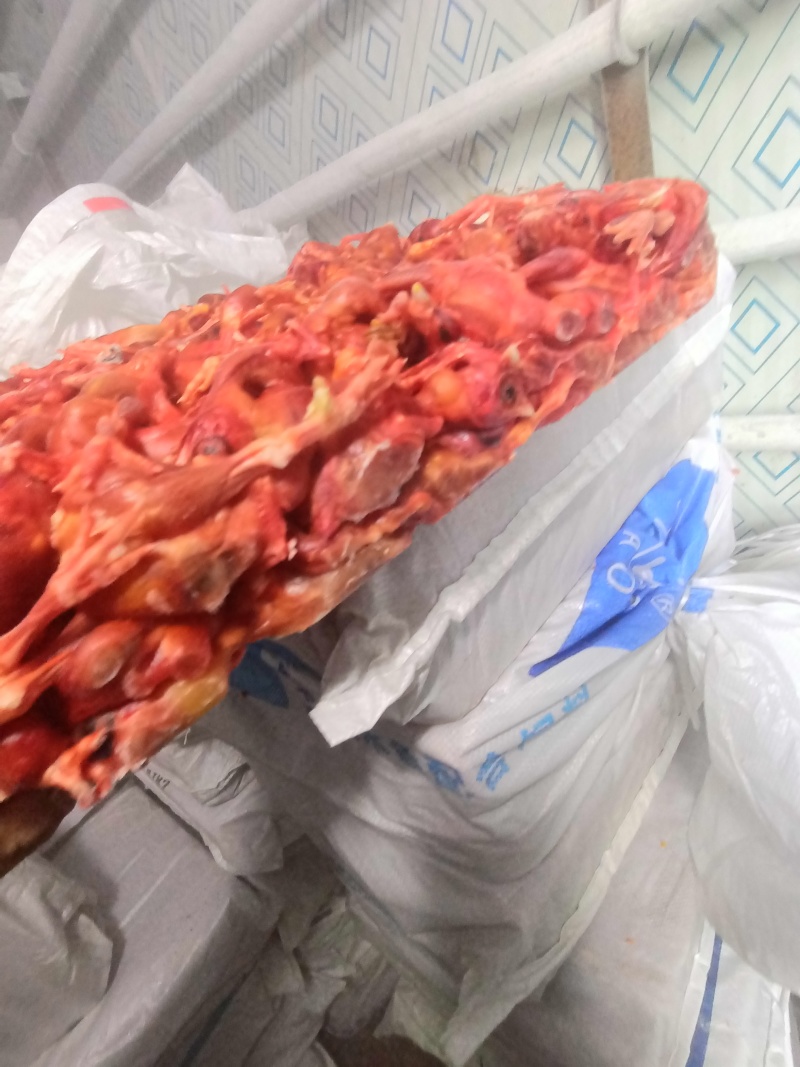蛇饲料脱毛小鸡仔鸡肉，鸡毛