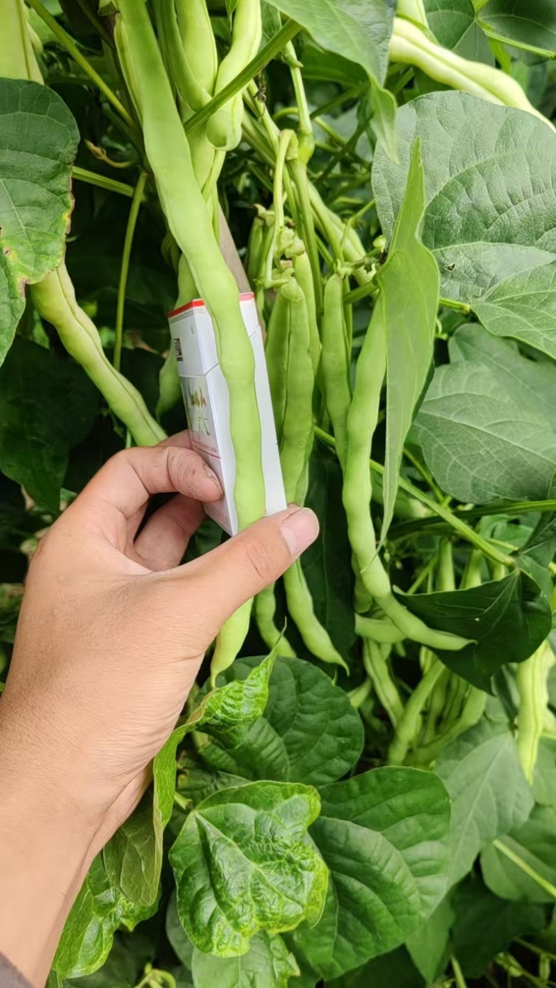 出售次品豆角弯的短的，粗的，无虫眼