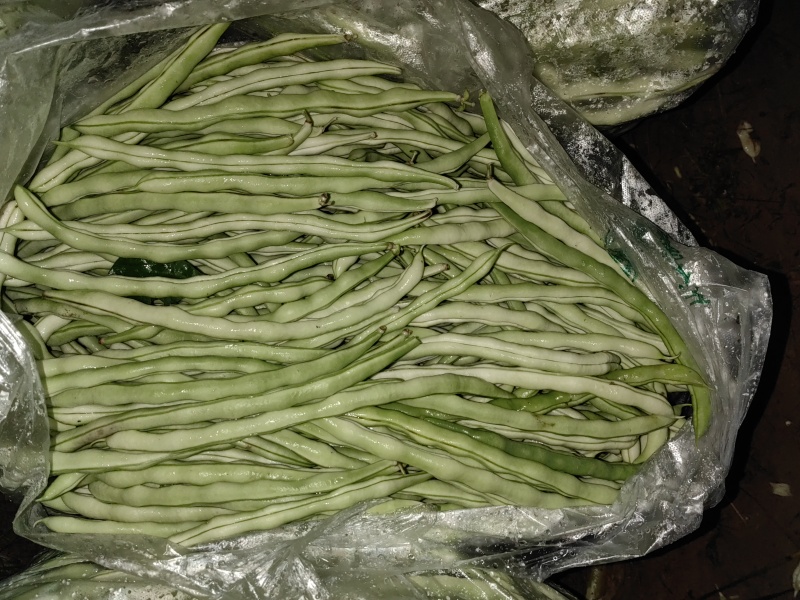 出售次品豆角弯的短的，粗的，无虫眼