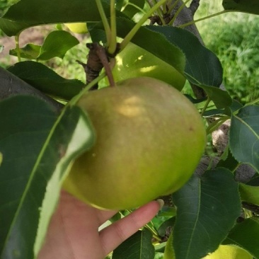 出售自家果园2万斤苹果梨。皮薄色泽好。苹果梨，大量出售。